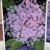 Handpainted Hydrangea Note Card Set - Image 2