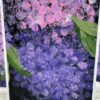 Handpainted Hydrangea Note Card Set - Image 3