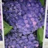 Handpainted Hydrangea Note Card Set - Image 4